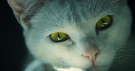 Image d'illustration pour l'article : Ghost Recon : Wildlands dévoile un live action avec... un chat