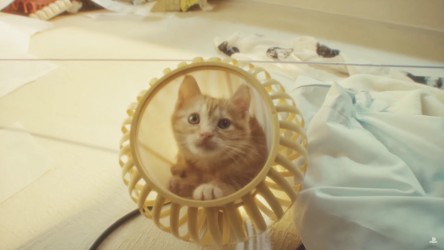 Image d'illustration pour l'article : Gravity Rush 2 : Une vidéo promotionnelle avec un chat qui s'y connaît en gravité