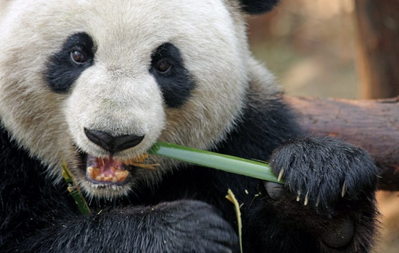 Panda-eating-bamboo