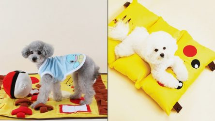 Image d'illustration pour l'article : Cette entreprise propose des accessoires Pokémon pour vos chiens !