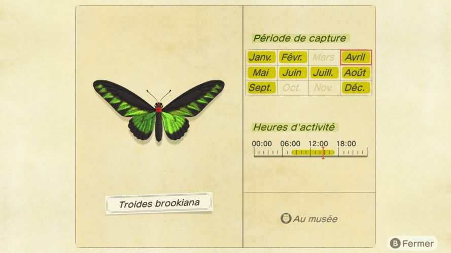 Liste des insectes Animal Crossing New Horizons | Guide