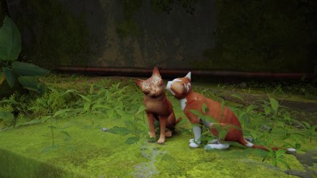 Image d'illustration pour l'article : Stray : Une formidable opération avec la SPA qui vous permet d'avoir des mods sur des chats à l'adoption